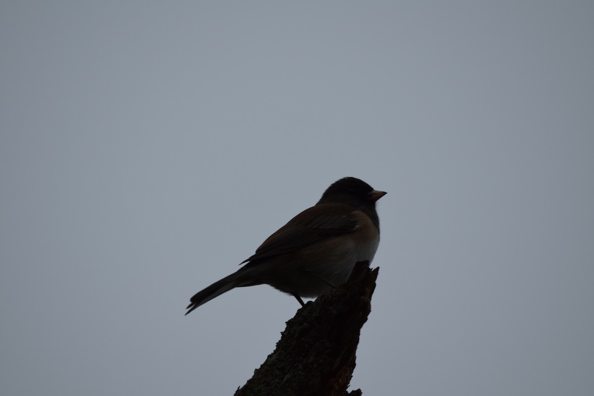 Dark-eyed Junco - ML293454171