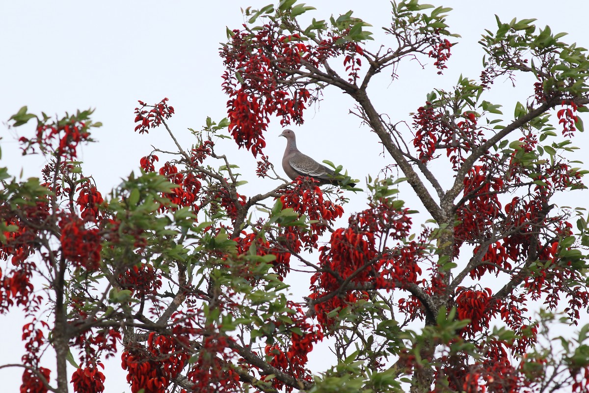 Picazuro Pigeon - ML293455201