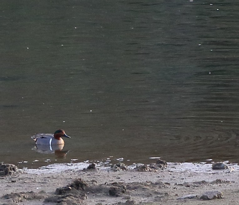 Green-winged Teal - ML293455461