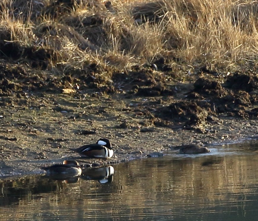 Hooded Merganser - ML293455571