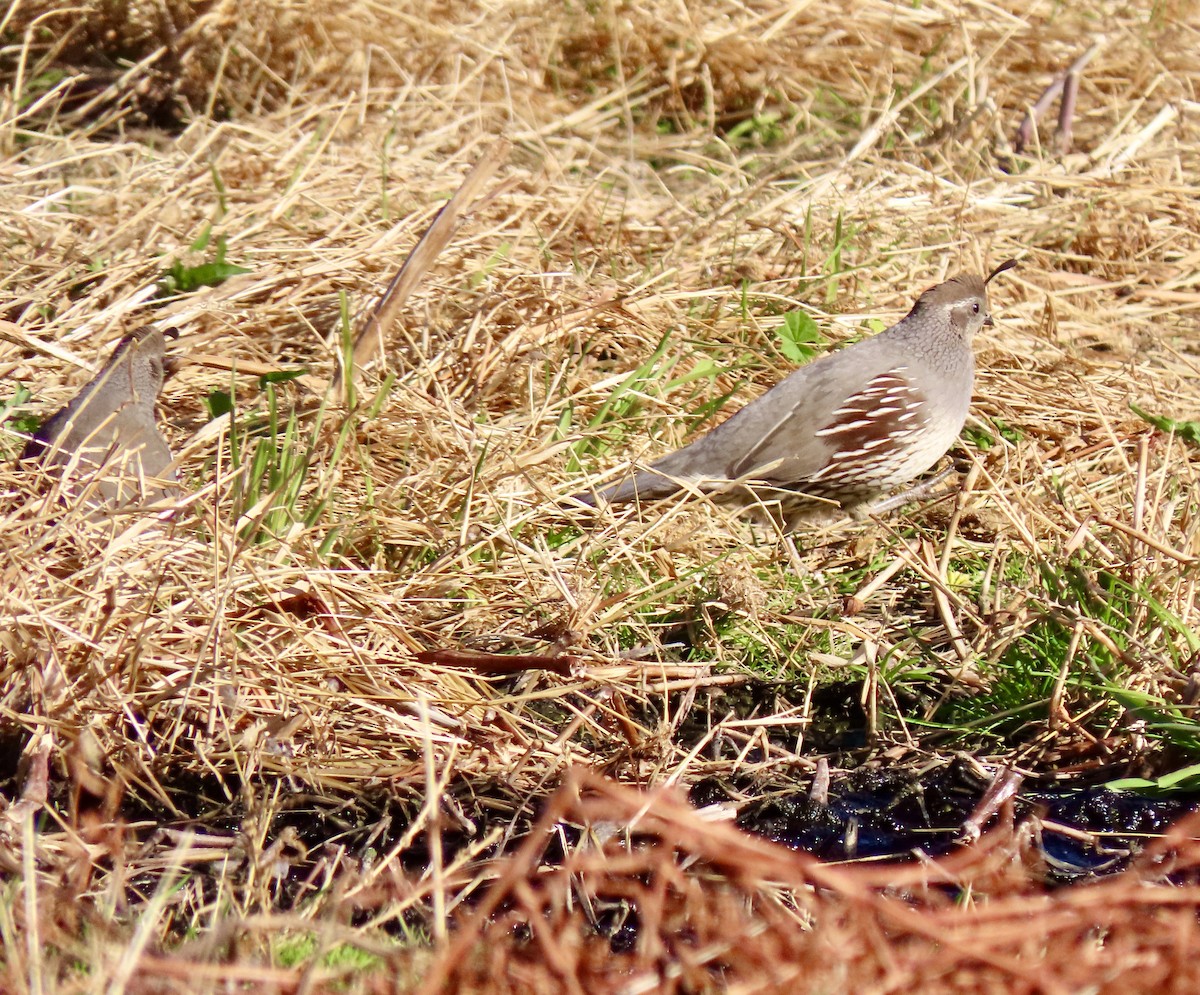 California/Gambel's Quail - ML293455841