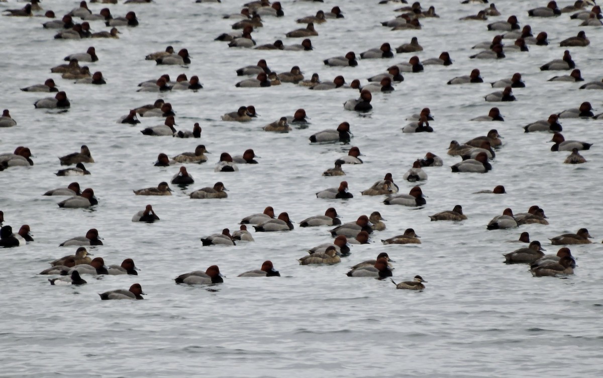 Ruddy Duck - ML293456491