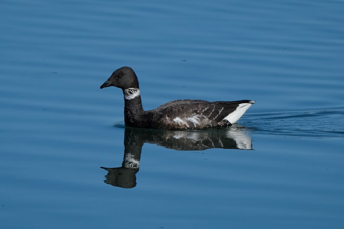 Brant - ML293457801