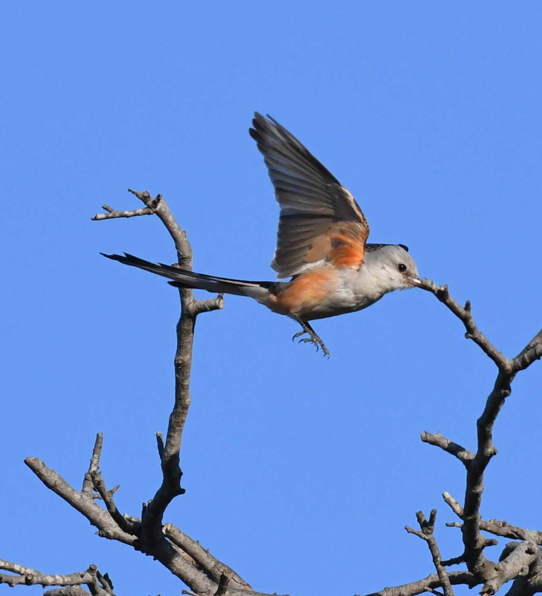Scissor-tailed Flycatcher - DAB DAB