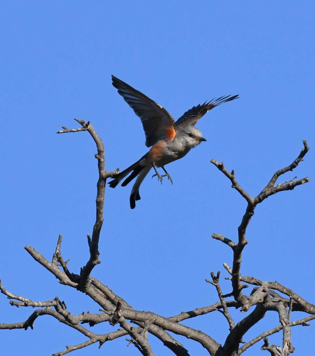 Scissor-tailed Flycatcher - DAB DAB