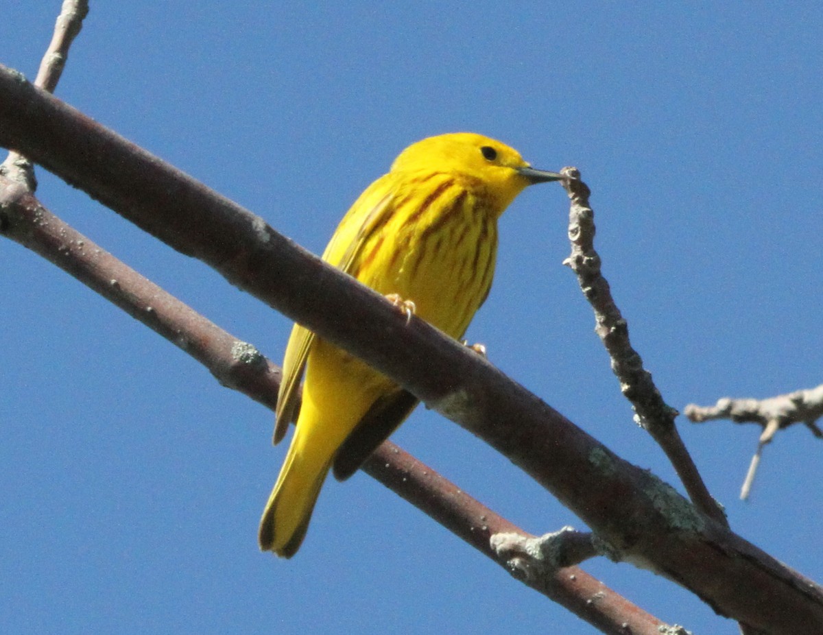 Yellow Warbler - ML29346061