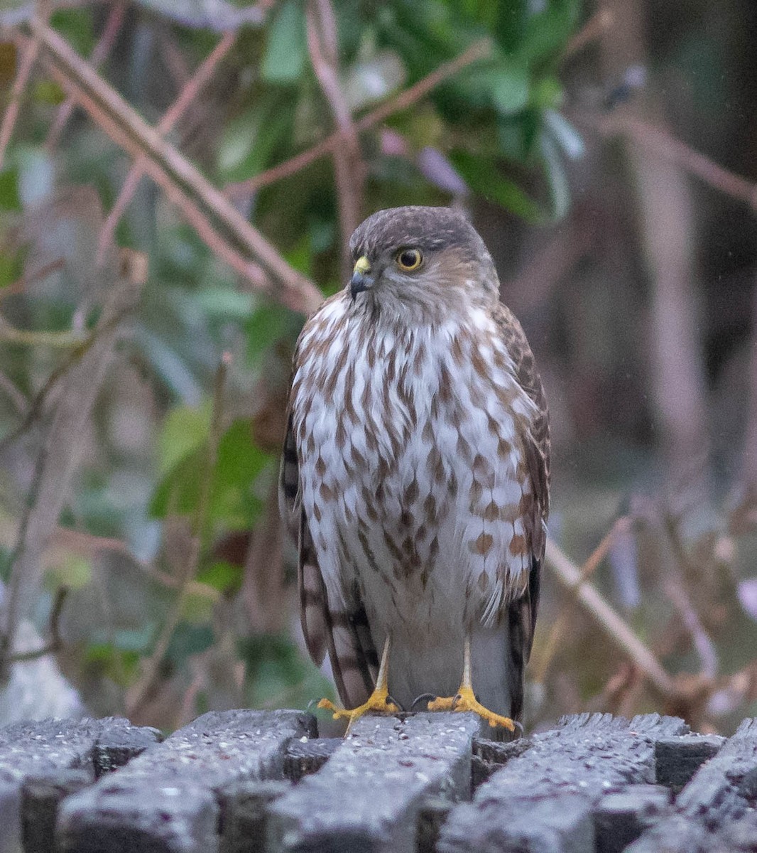 Sharp-shinned Hawk - Kirk Gardner