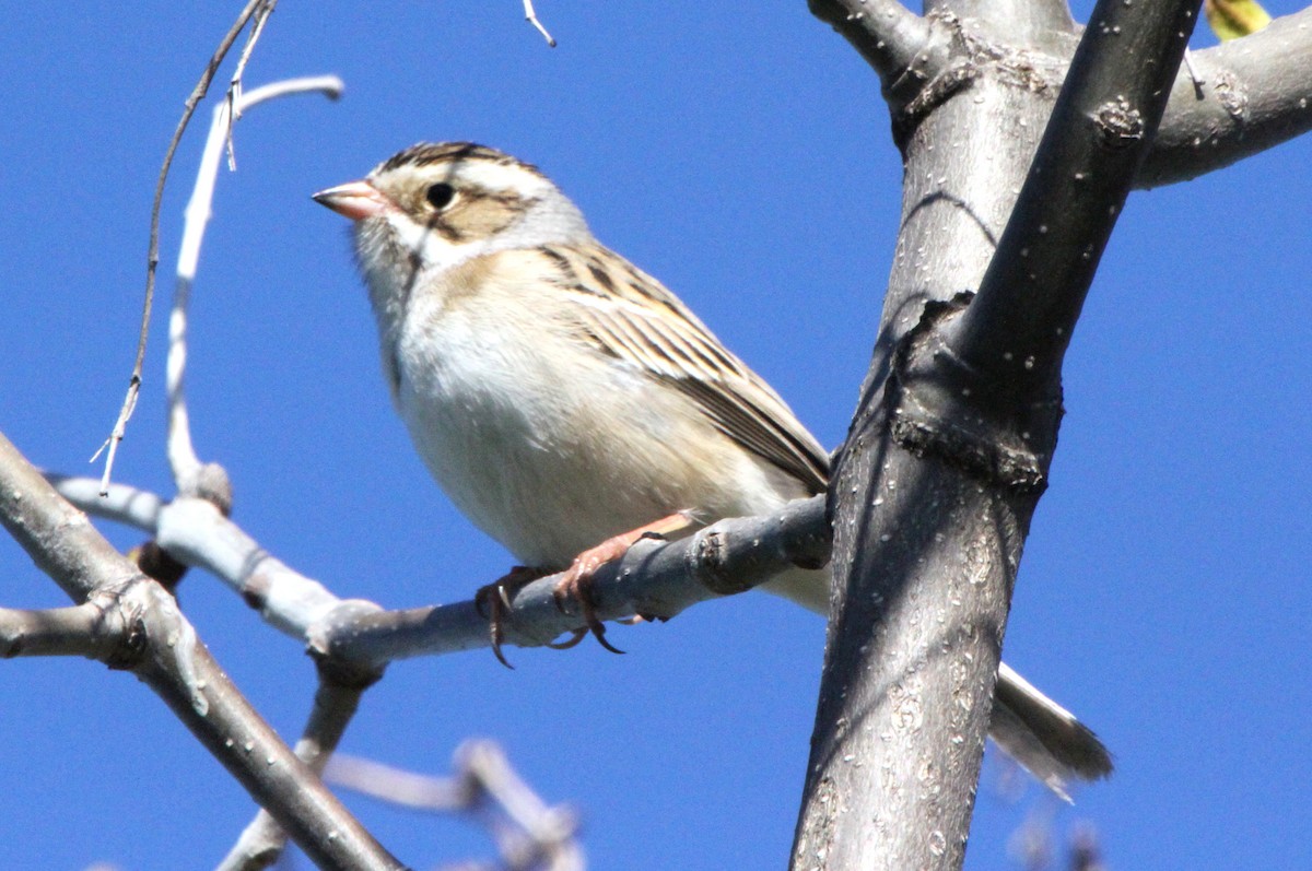 Clay-colored Sparrow - ML29346141