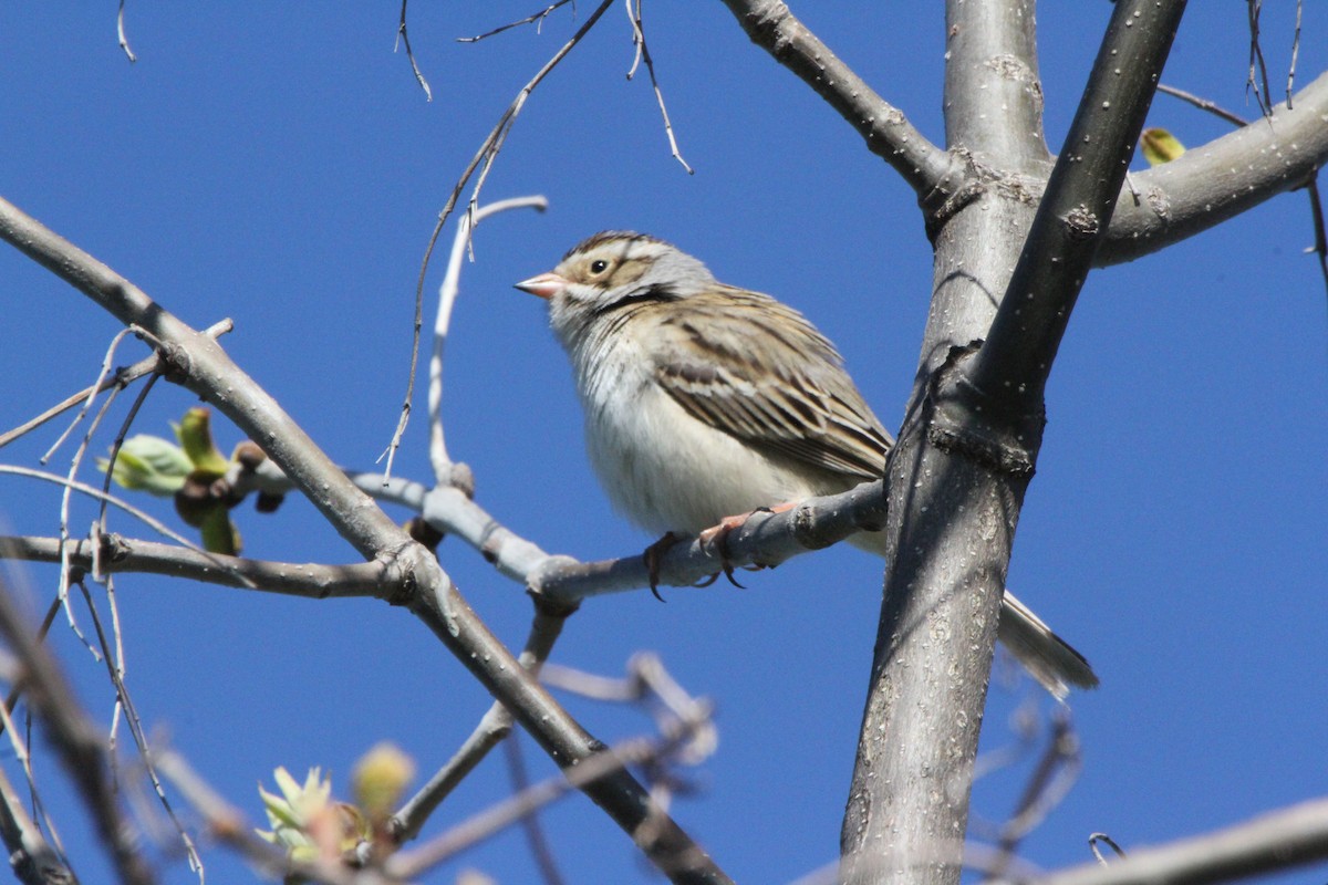 Clay-colored Sparrow - ML29346241