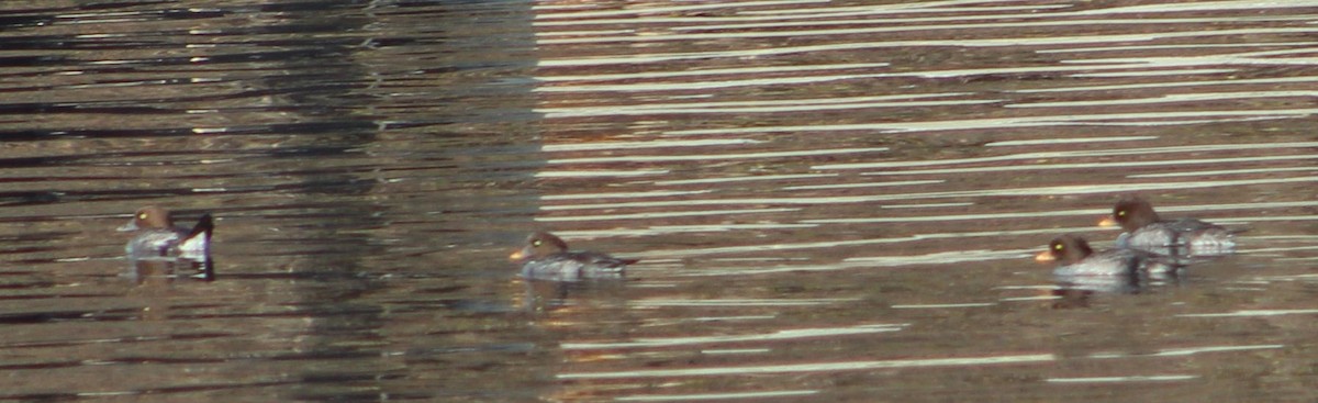 Barrow's Goldeneye - ML293462941