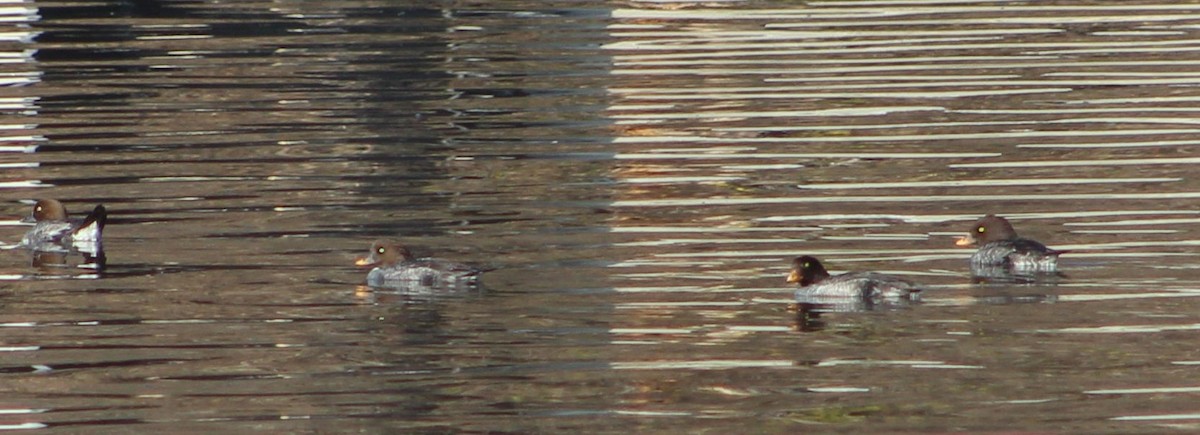 Barrow's Goldeneye - ML293462951