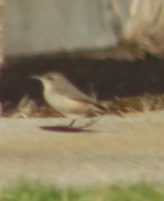 Rock Wren - ML293463111