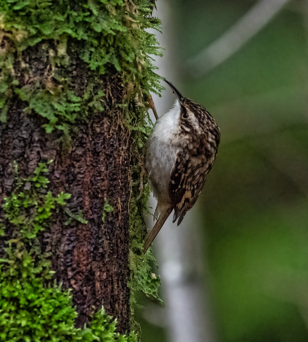 Brown Creeper - ML293463411