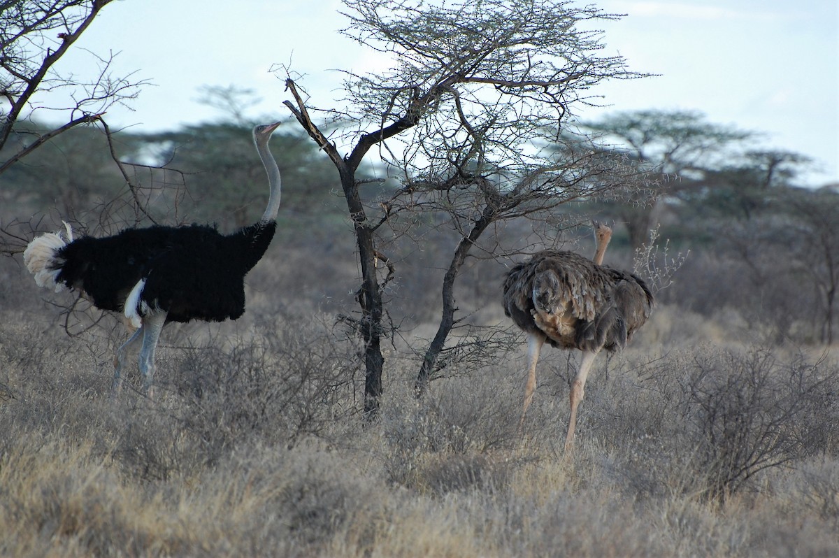 Somali Ostrich - Linda Milam