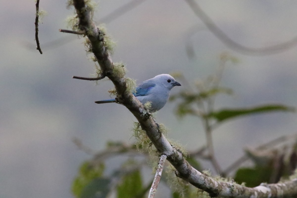 Blue-gray Tanager - ML293464781