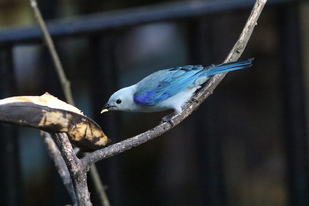 Blue-gray Tanager - ML293465351