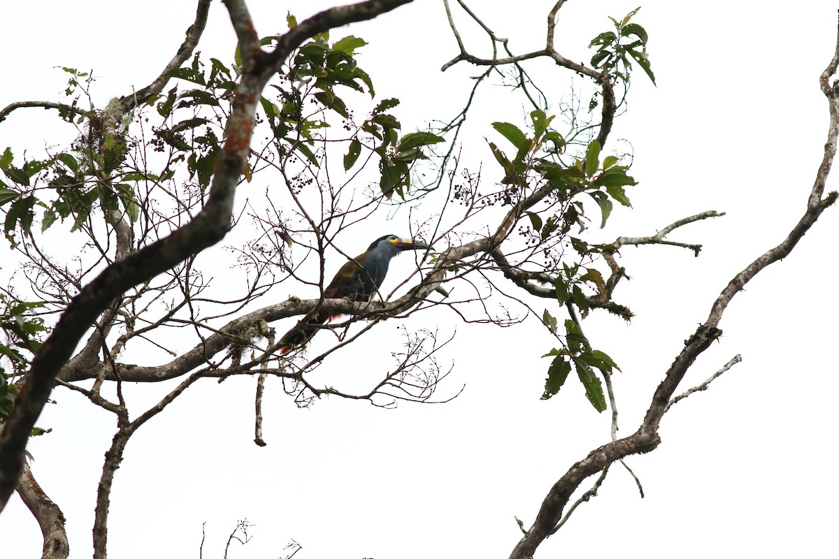 Plate-billed Mountain-Toucan - Giles Daubeney