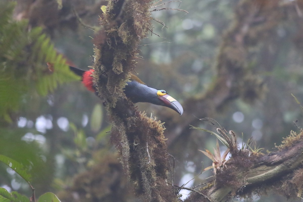 Plate-billed Mountain-Toucan - Giles Daubeney