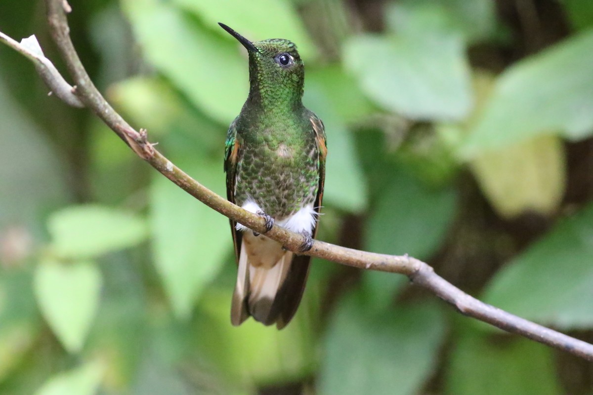 Buff-tailed Coronet - ML293466071