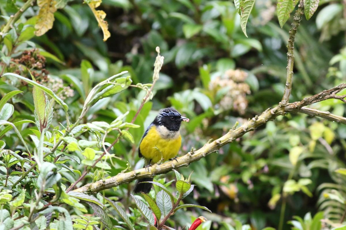 Buff-breasted Mountain Tanager - ML293467311