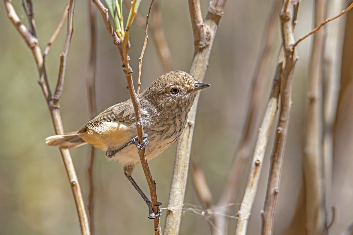 Inland Thornbill - ML293468811