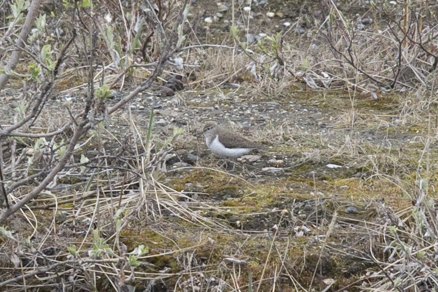 Common Sandpiper - ML29347021