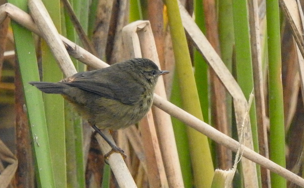 Smoky Warbler - ML293472421