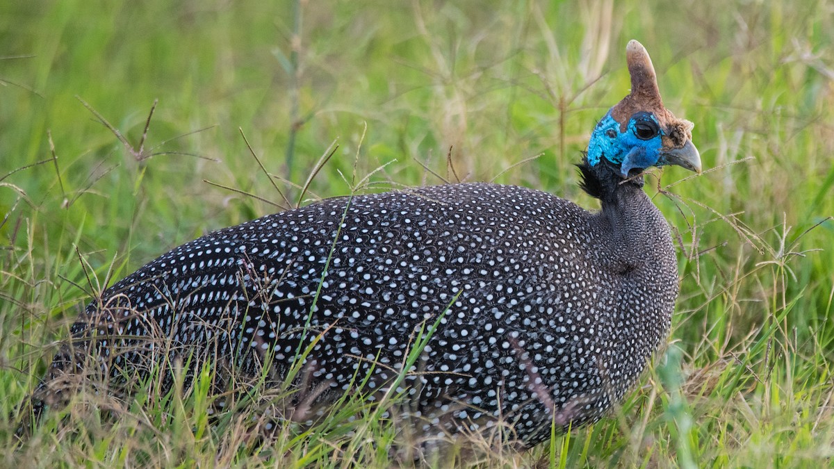 perlička kropenatá - ML293473201