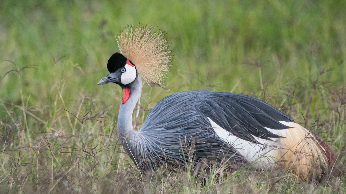 jeřáb královský - ML293473211