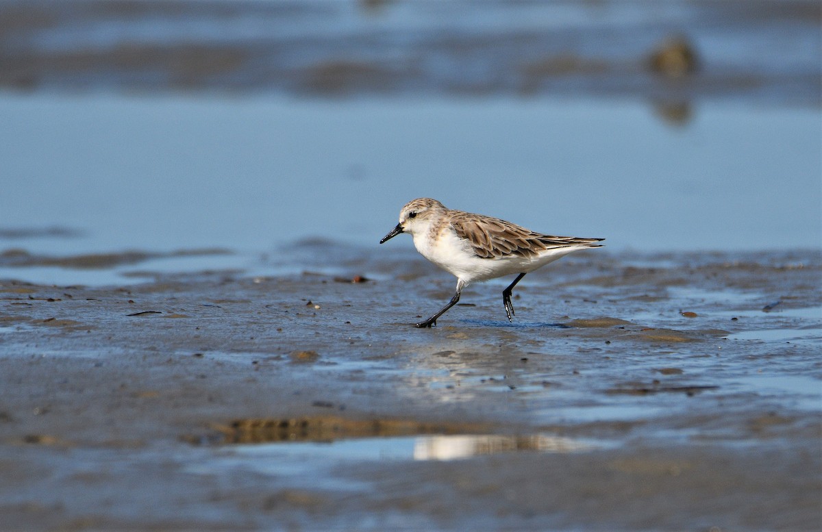 Red-necked Stint - ML293475841