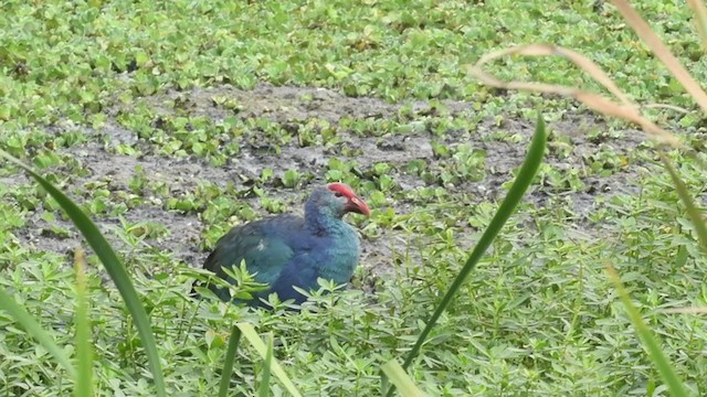 Gray-headed Swamphen - ML293476631