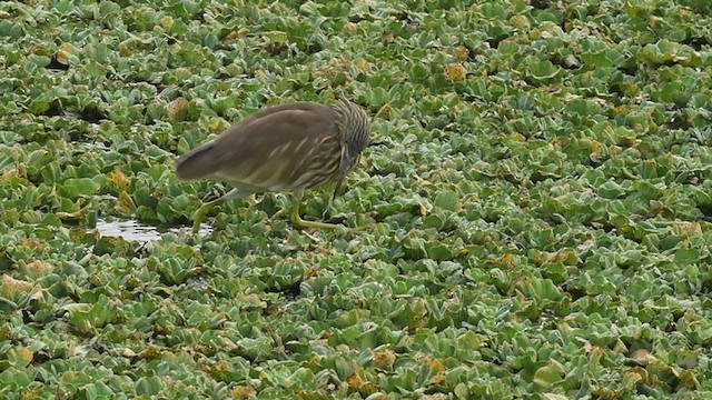 Indian Pond-Heron - ML293477231