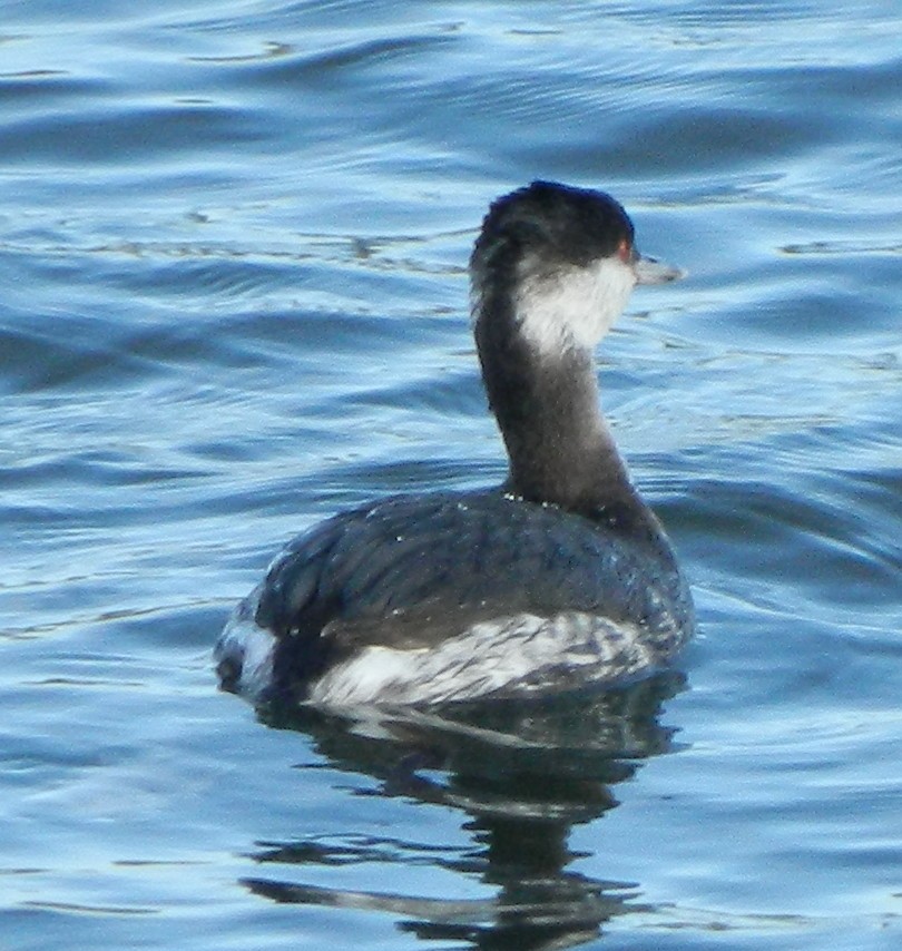 Horned Grebe - Sally Anderson