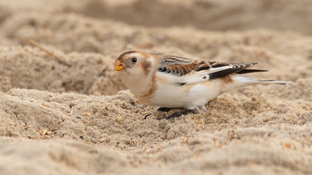 Snow Bunting - ML293477651