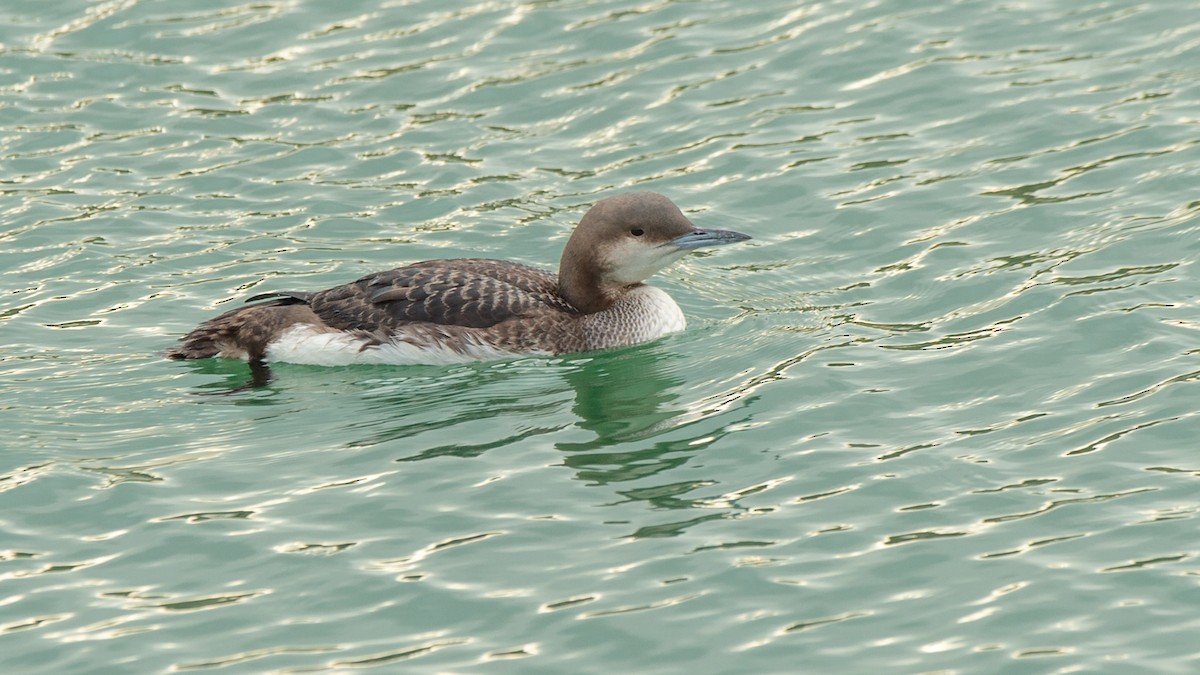 Arctic Loon - ML293477771