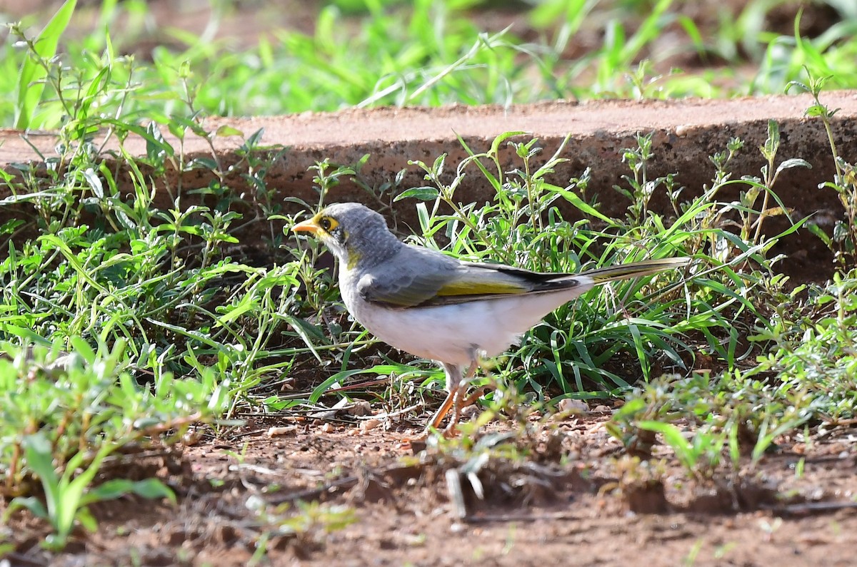 Yellow-throated Miner - Robert McTrusty