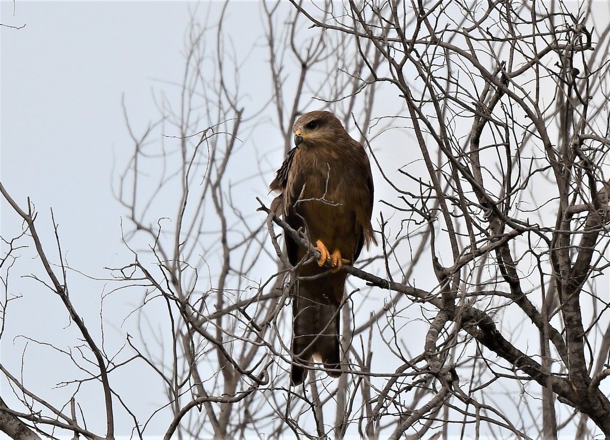 Black Kite - ML293479521