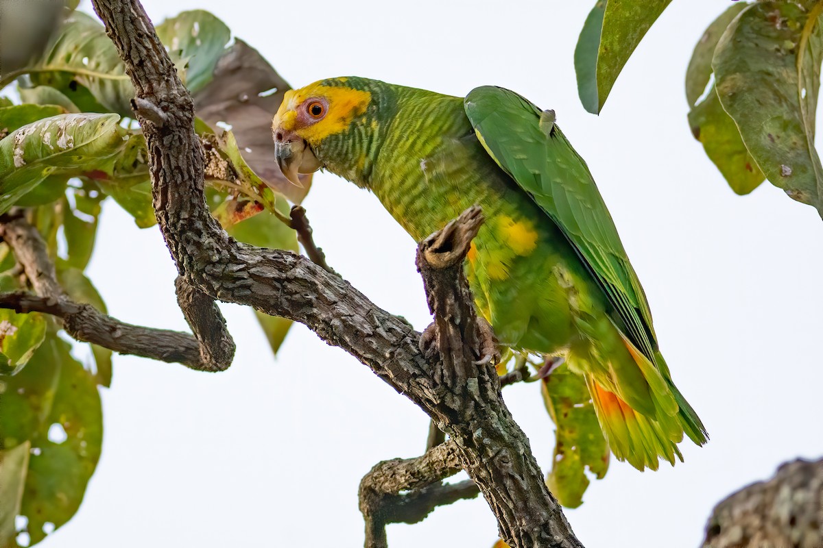 Yellow-faced Parrot - Daniel Field