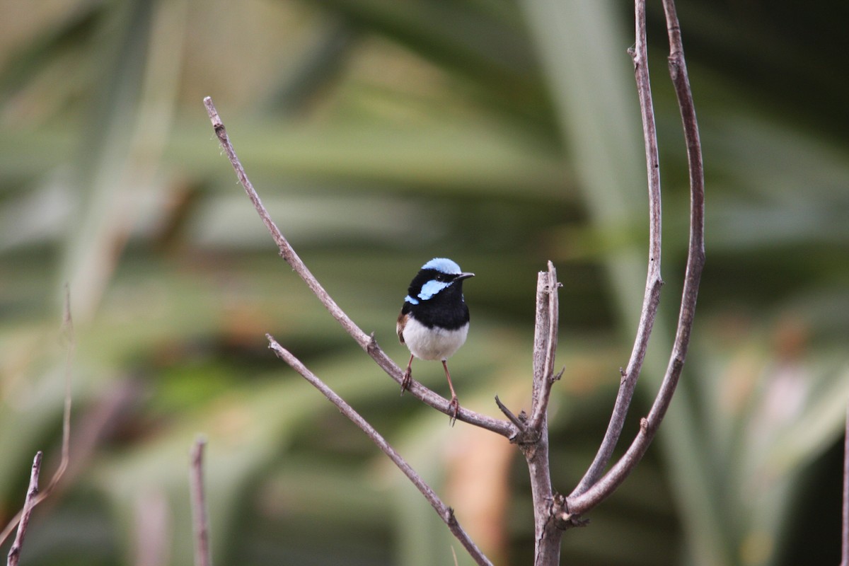 Superb Fairywren - ML293479831