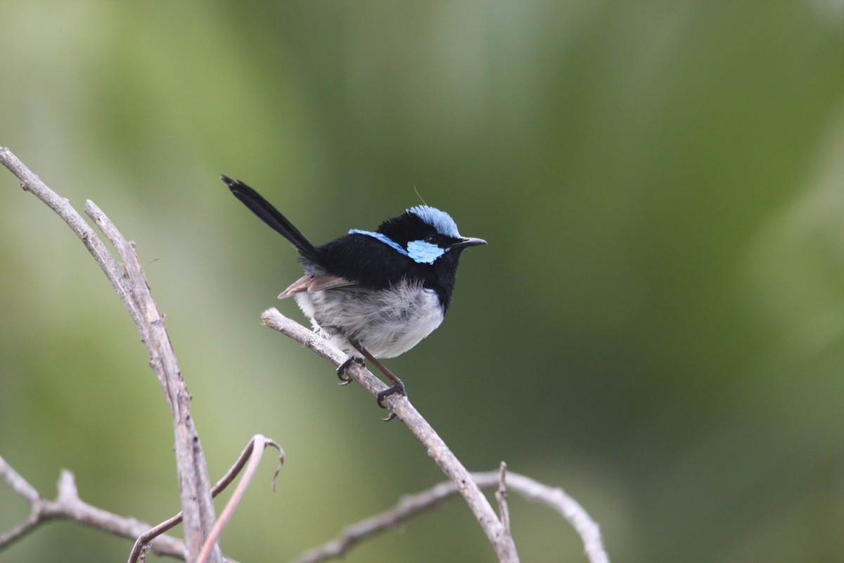 Superb Fairywren - ML293479861