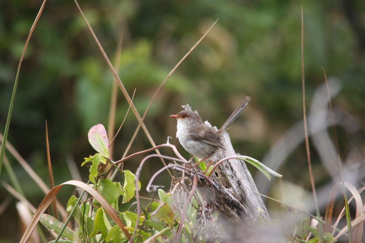 Superb Fairywren - ML293479901