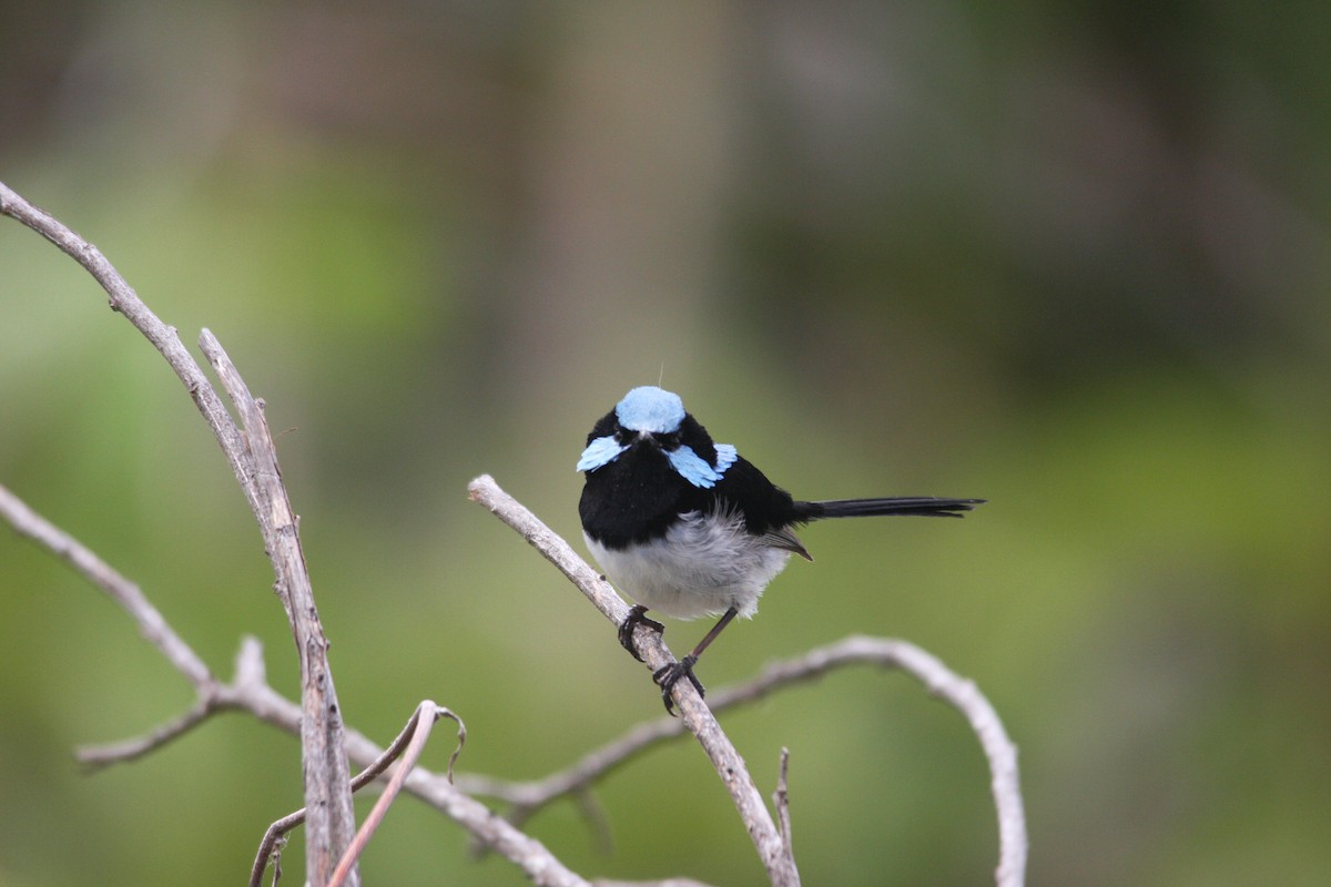 Superb Fairywren - ML293479931