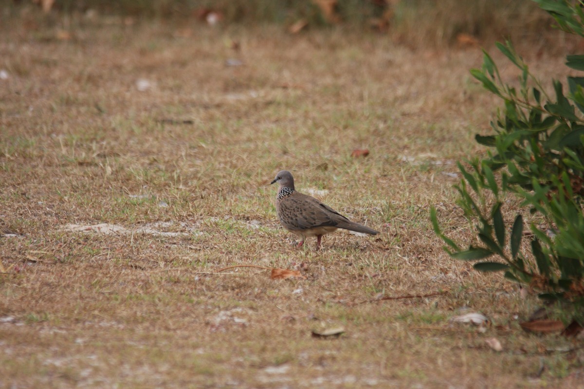 珠頸斑鳩 - ML293480301