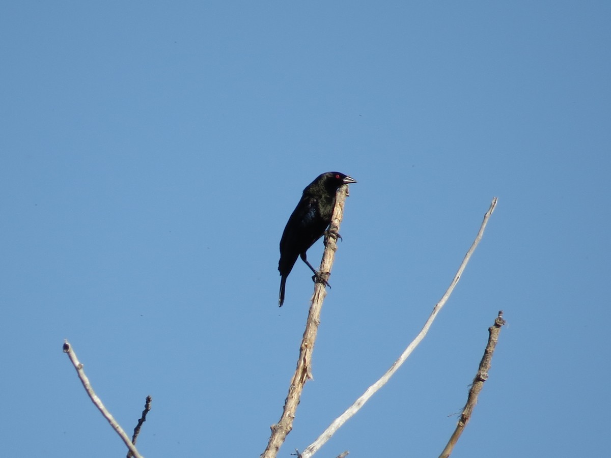 Bronzed Cowbird - ML29348041