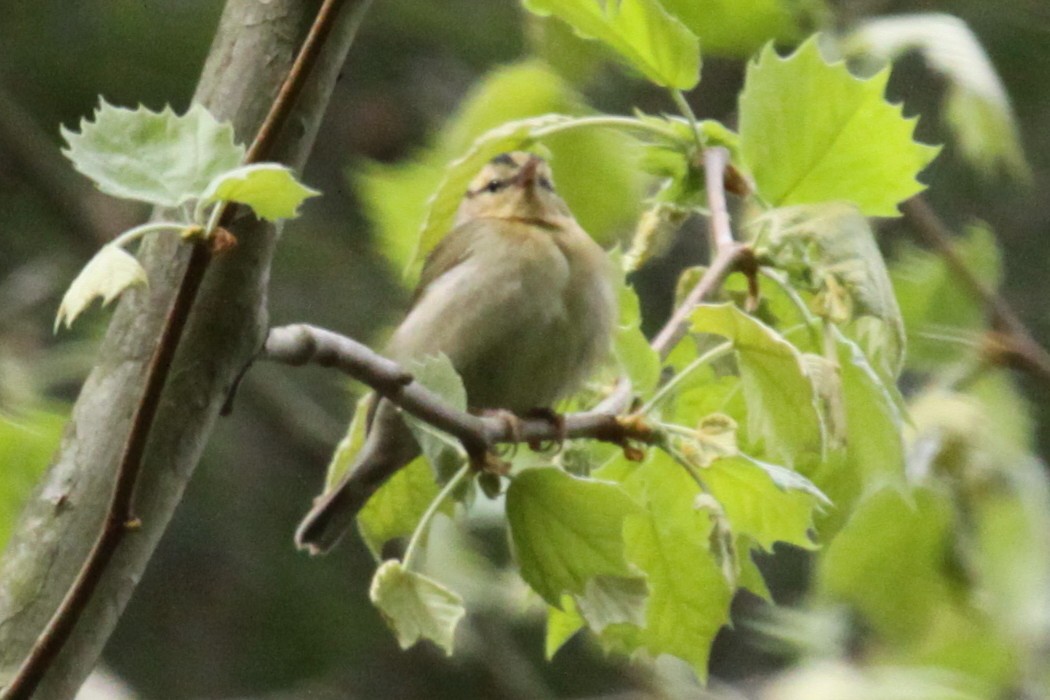 Haldenwaldsänger - ML293482151