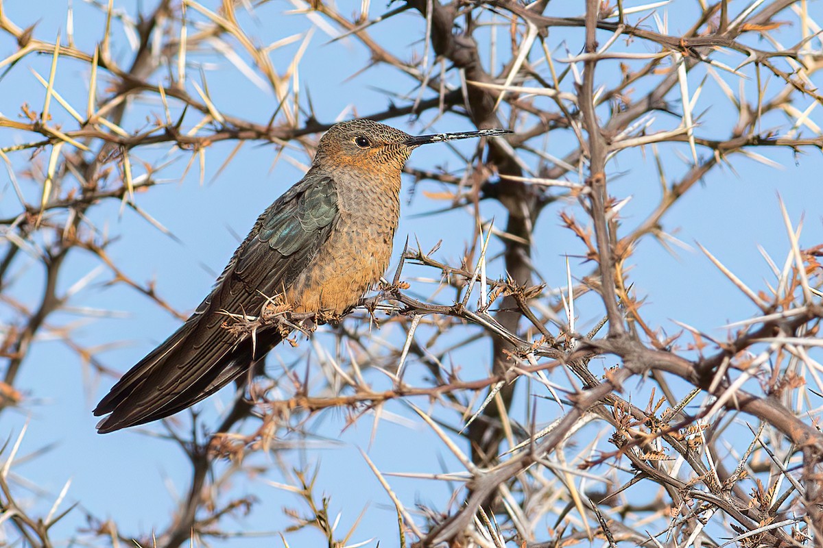 Giant Hummingbird - Daniel Field