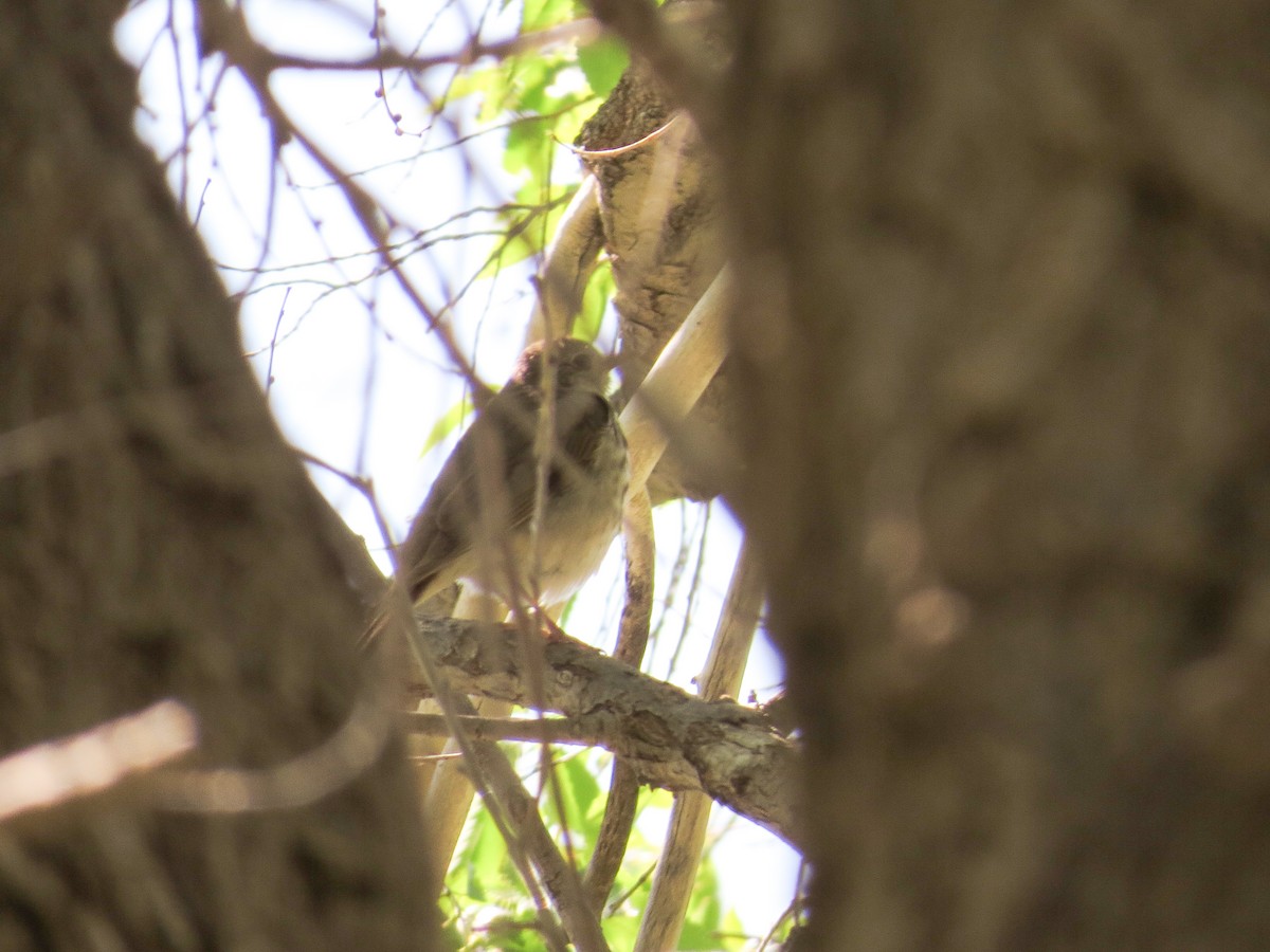 Gray-cheeked Thrush - ML29348301