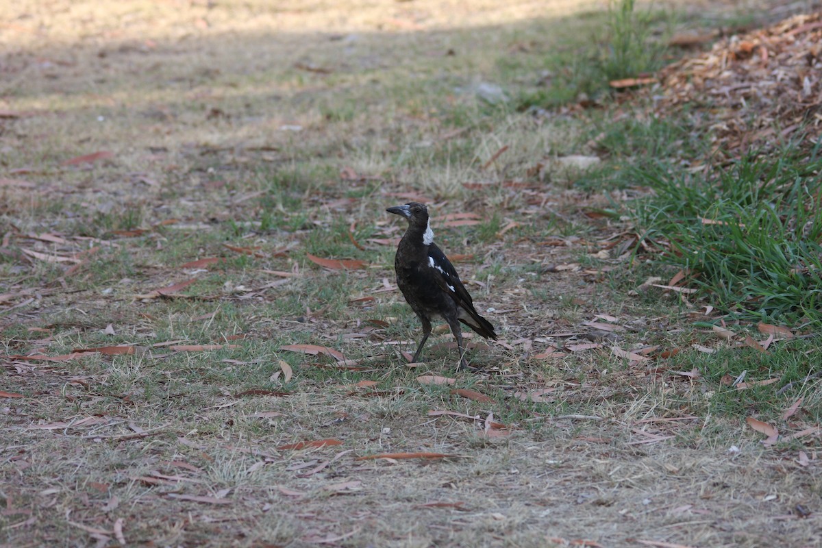 Australian Magpie - ML293483461