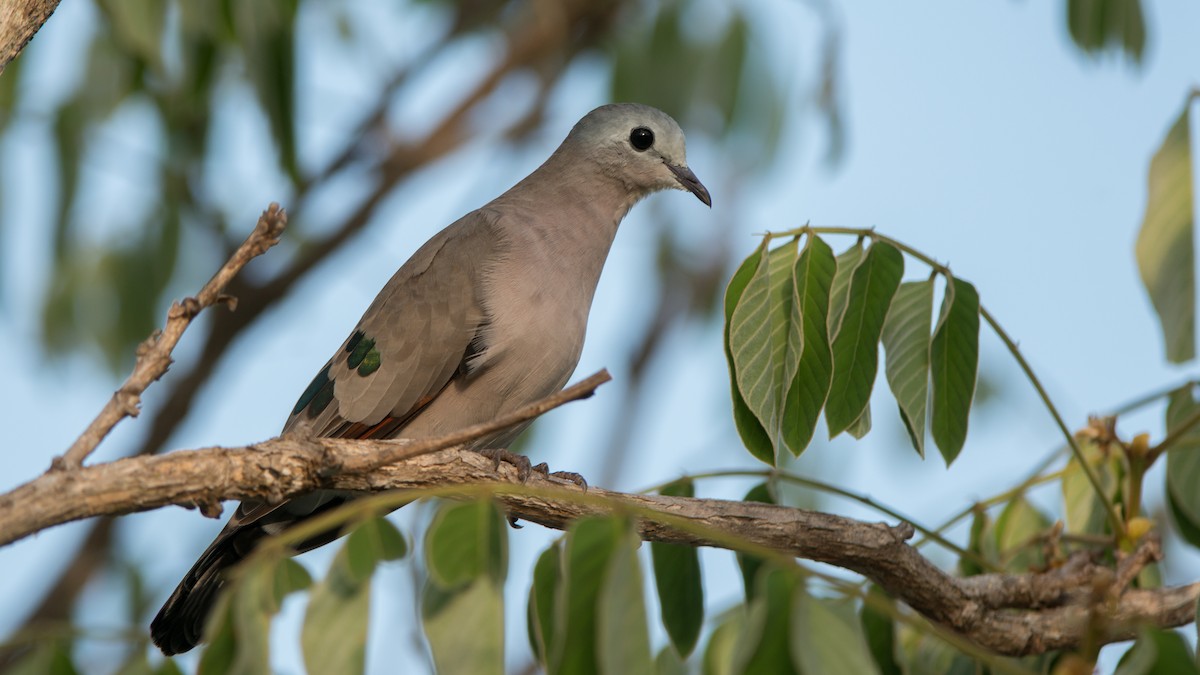 Emerald-spotted Wood-Dove - ML293484221
