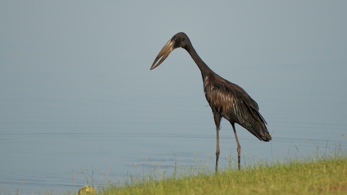 African Openbill - ML293484231